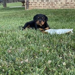 Rottweiler Puppies from Muletown Rotties