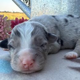 Adorable Boy 1-Blue Merle - Blue merle male Australian Shepherd puppy in Mayfield, Kentucky from Hamilton Farms