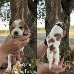 Girl 4 - female Beagle puppy in Brownsville, Oregon from Beagles on the Run