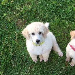 Poodle Puppies from Gwynt Standard Poodles