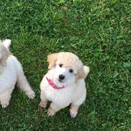 Poodle Puppies from Gwynt Standard Poodles