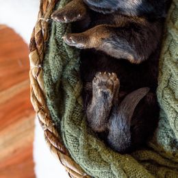 German Shepherd Puppies from Platz German Shepherds