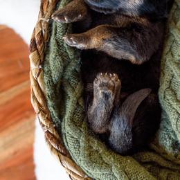 German Shepherd Puppies from Platz German Shepherds