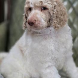 Truffle - Parti male Poodle puppy in Conroe, Texas from Pear house farm