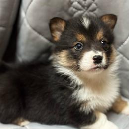 Tiny Tim - Black and tan male Pembroke Welsh Corgi puppy in Nortonville, Kansas from Low Riders Corgis & Mini Aussies