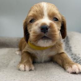 Yvonne yellow female - Red female Cocker Spaniel puppy in Howe, Indiana from A&J Kennel