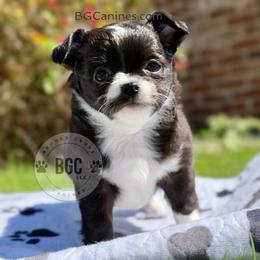 Joker 3250 - Black and white male Chihuahua puppy in Forsyth, Georgia from Brooks Grove Canines LLC