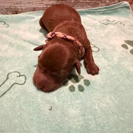 Marnie - Chocolate female Labrador Retriever puppy in Carriere, Mississippi from Cajun Water Retrievers