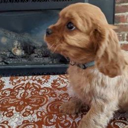 Cavalier King Charles Spaniels and Chinese Cresteds from Witches Hil