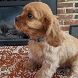 Cavalier King Charles Spaniels and Chinese Cresteds from Witches Hil