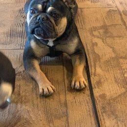 emmie - French Bulldog