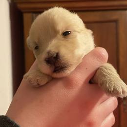Girl 3 - Wheaten female Scottish Terrier puppy in Fenton, Michigan from Carnes Croft Scotties