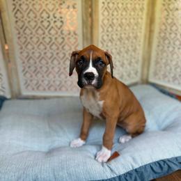 Girl 1 - Fawn female Boxer puppy in Prestonsburg, Kentucky from Diamond Standard Boxers