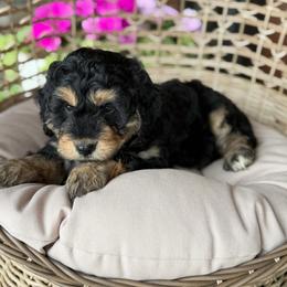 Cosmopolitan - Black phantom male Aussiedoodle puppy in Grinnell, Iowa from Rural Iowa Aussies & Doodles
