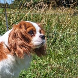 Tinkerbell - Cavalier King Charles Spaniel