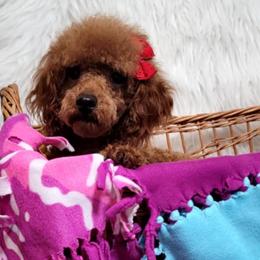 Ember - Poodle