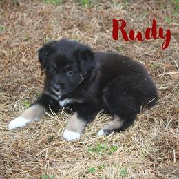 Rudy - Black tri-color male Australian Shepherd puppy in Mocksville, North Carolina from Trailblazing Aussies