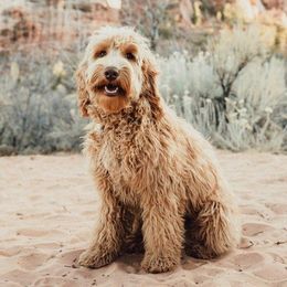 Gibby - Australian Labradoodle