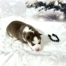 Eddy - Red and white male Siberian Husky puppy in Vail, Iowa from Homegrown Huskies