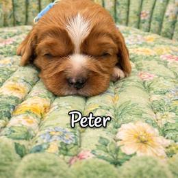 Peter - Ruby male Cavalier King Charles Spaniel puppy in London, Arkansas from Frosty’s Cavaliers