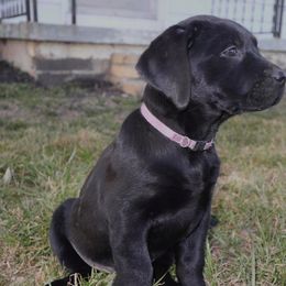 Labrador Retriever Puppies from Rocky Creek Labs