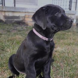Labrador Retriever Puppies from Rocky Creek Labs