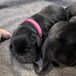 Ruby - Black female Labrador Retriever puppy in Rock Hill, South Carolina from North Star Retrievers