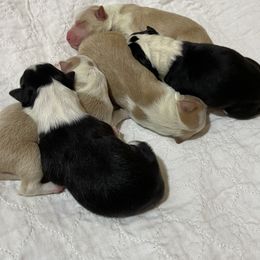 Border Collies from Dragonfly BC Puppies (Champion Lineage)