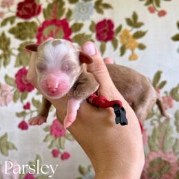 Parsley - Red  male Goldendoodle puppy in Aubrey, Texas from The Parrish Doods