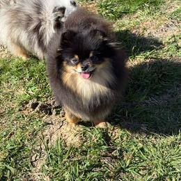 Promise - Black and tan female Pomeranian puppy in Ector, Texas from BB Pomeranians
