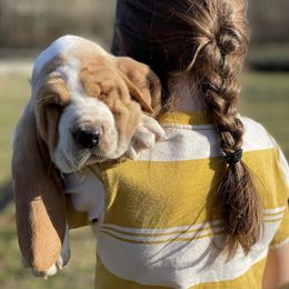 Basset Hound Puppies from Maple Farm Bassets