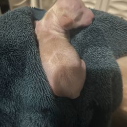 Chinese Crested and Poodle Puppies from Ariella Standard Poodles & Chinese Cresteds