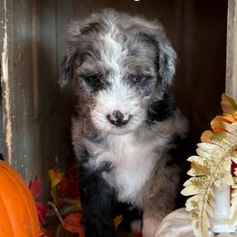 Autumn - Merle female Bernedoodle puppy in Gilbert, Arizona from The Berne Barn... it’s a Doodle thing!