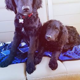 Goldendoodle All Grown Up from Simply Doodles LLC