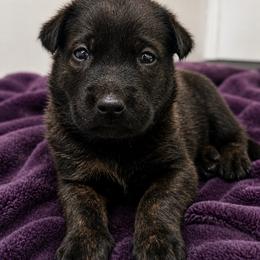 Boy 1 - Dark Brindle - Brindle male Belgian Malinois puppy in Dallas, Texas from Kaizen von Ruach Malinois