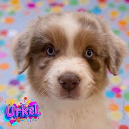 URKEL - Red Merle Male - BLUE Eyes - Red merle male Australian Shepherd puppy in Gainesville, Texas from Lady Luck Aussies
