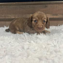 Girl 1 - Sable female Dachshund puppy in Stilwell, Oklahoma from Bidding Creek Dachshunds