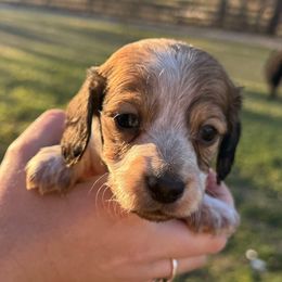 Aelin - Piebald female Dachshund puppy in Troup, Texas from East Texas Dachshunds
