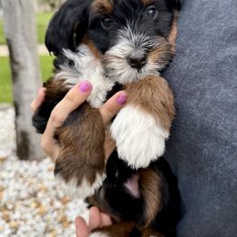 Maple - Tri-color female Bernedoodle puppy in Daytona Beach, Florida from Salt-Life Doodles
