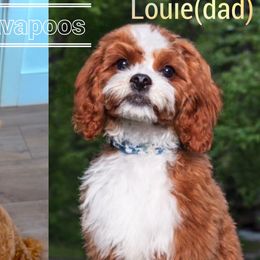 Cavapoos, Goldendoodles, and Poodles from Topnotchpoodles