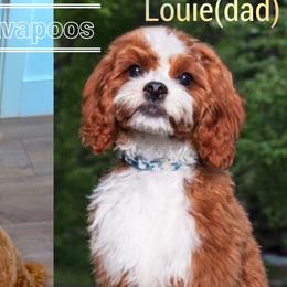Cavapoos, Goldendoodles, and Poodles from Topnotchpoodles