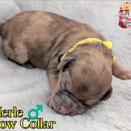 Yellow Boy - Merle male Shihpoo puppy in Rockledge, Florida from Stormie's Doodles