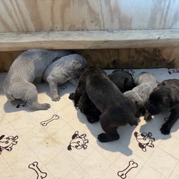 Girl 2 - female Cane Corso puppy in Granbury, Texas from Revolutions Kennel