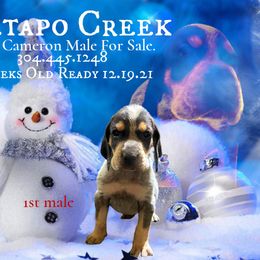 Boy 1 - Bluetick Coonhound puppy in Andalusia, Alabama from Wetapo Creek Kennel