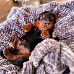 Dragon - Black and tan male Cavapoo puppy in Idaho Falls, Idaho from Freckle Paw Family