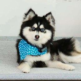 Murphy - Pomsky