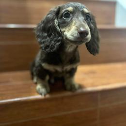 Dachshund Puppies from Sawyer’s Teenie Weenies