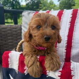Darla - Red female Cavapoo puppy in Bozrah, Connecticut from Cedar Creek Farm