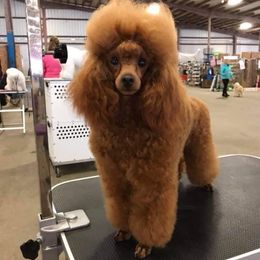 Zlata - Poodle