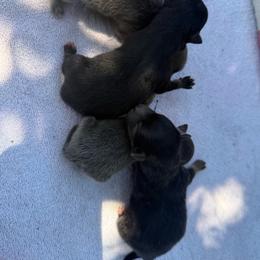 Black Tan Tri - Tri-colored male Pomeranian puppy in Harrah, Oklahoma from Sunshines Pomeranians & Cavapoos